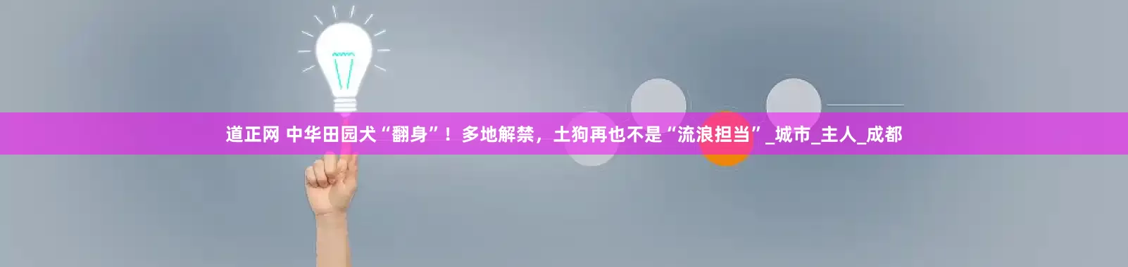 道正网 中华田园犬“翻身”！多地解禁，土狗再也不是“流浪担当”_城市_主人_成都